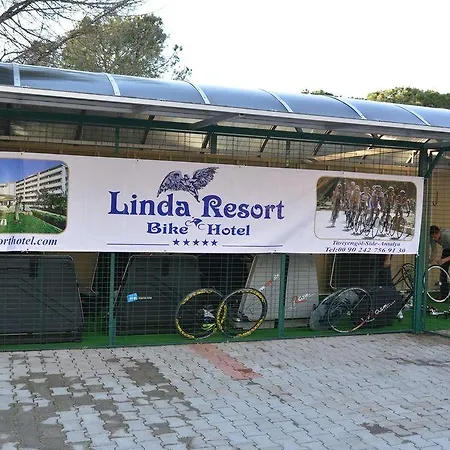 Linda シダ